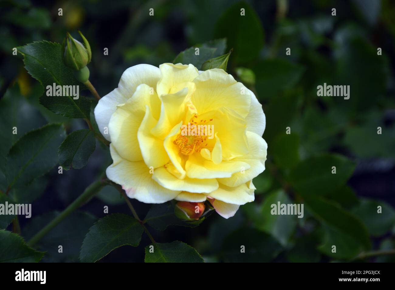 Single Yellow Rosa Flower Carpet Gold 'Noalesa' Shrub Rose grown at RHS