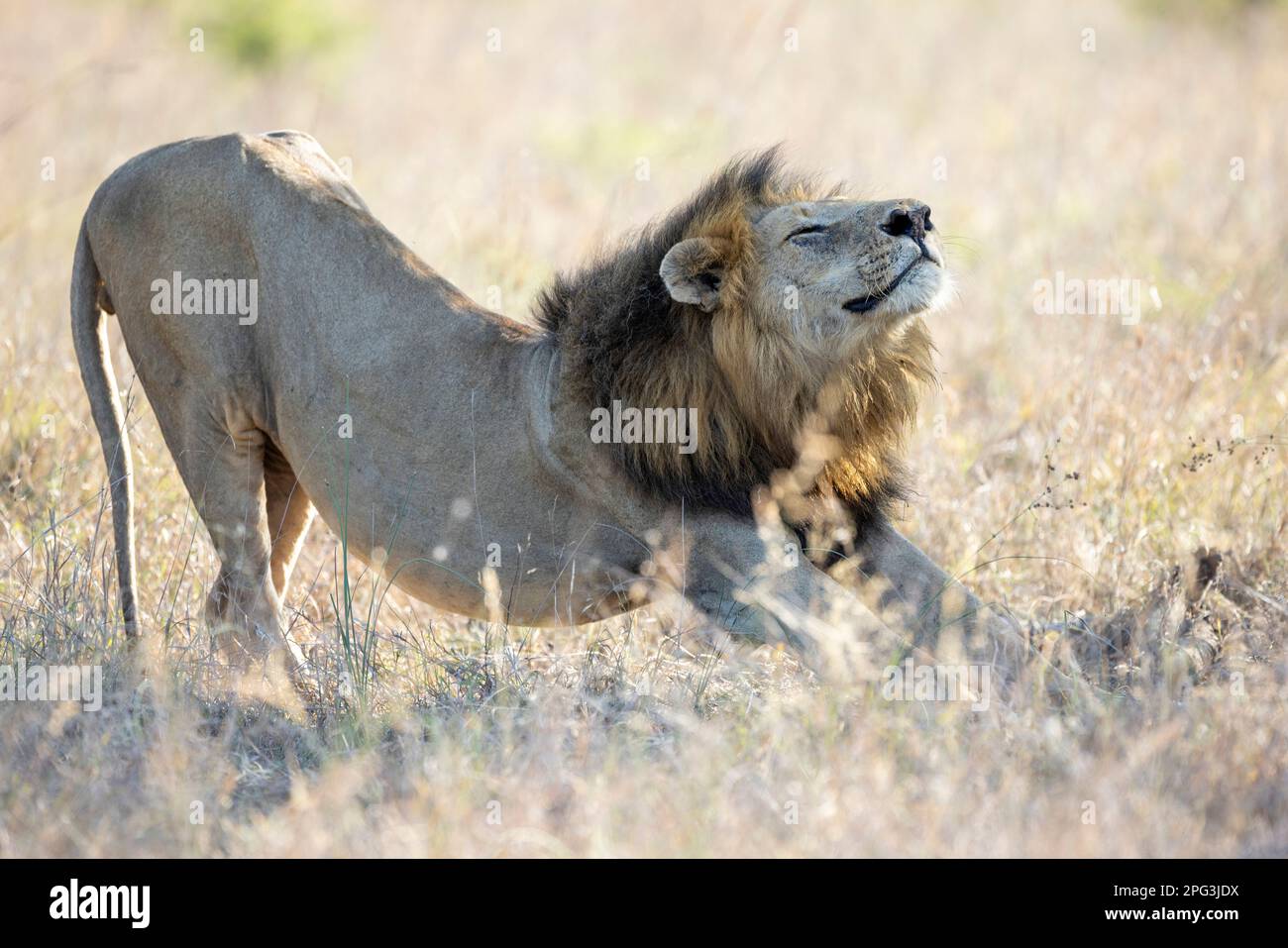 Full grown mature male lion (Panthera leo) stretching Stock Photo