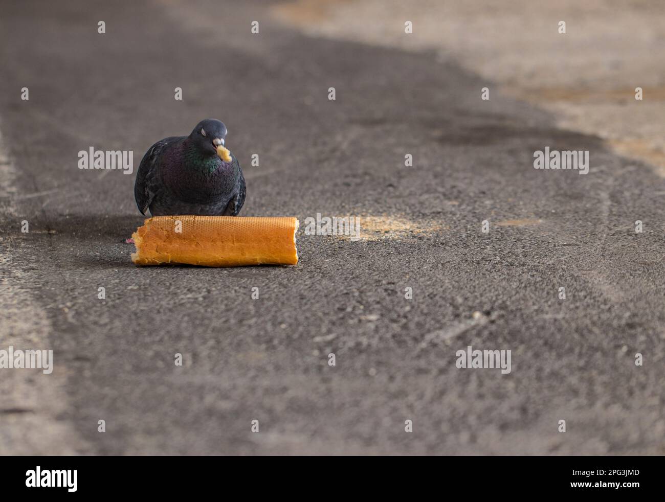 The domestic pigeon (Columba livia domestica or Columba livia forma domestica) is a pigeon subspecies that was derived from the rock dove. Stock Photo