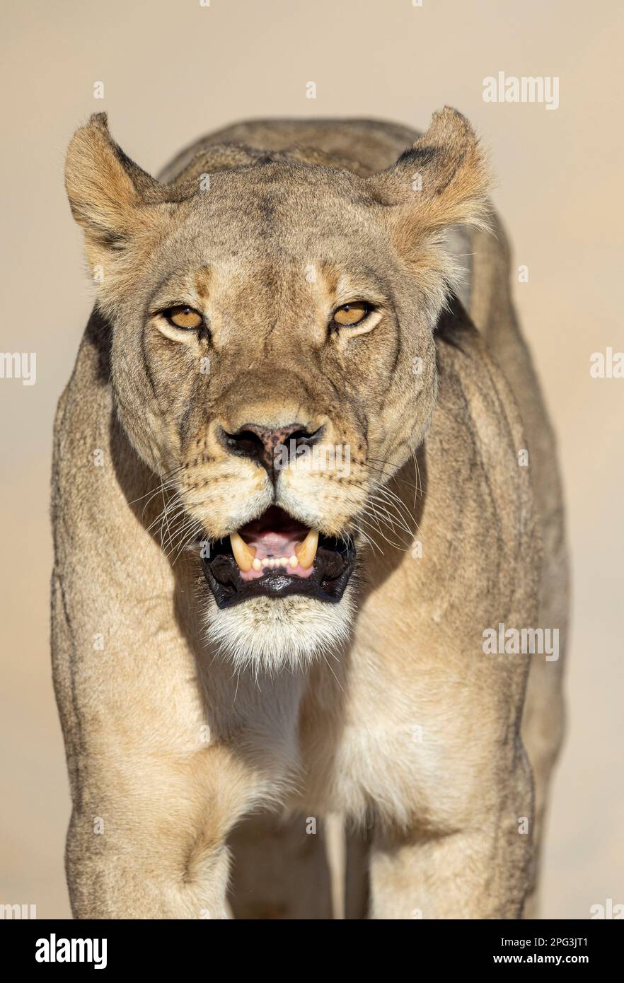 Frontal view of a full-grown adult lioness (Panthera leo) approaching the camera Stock Photo