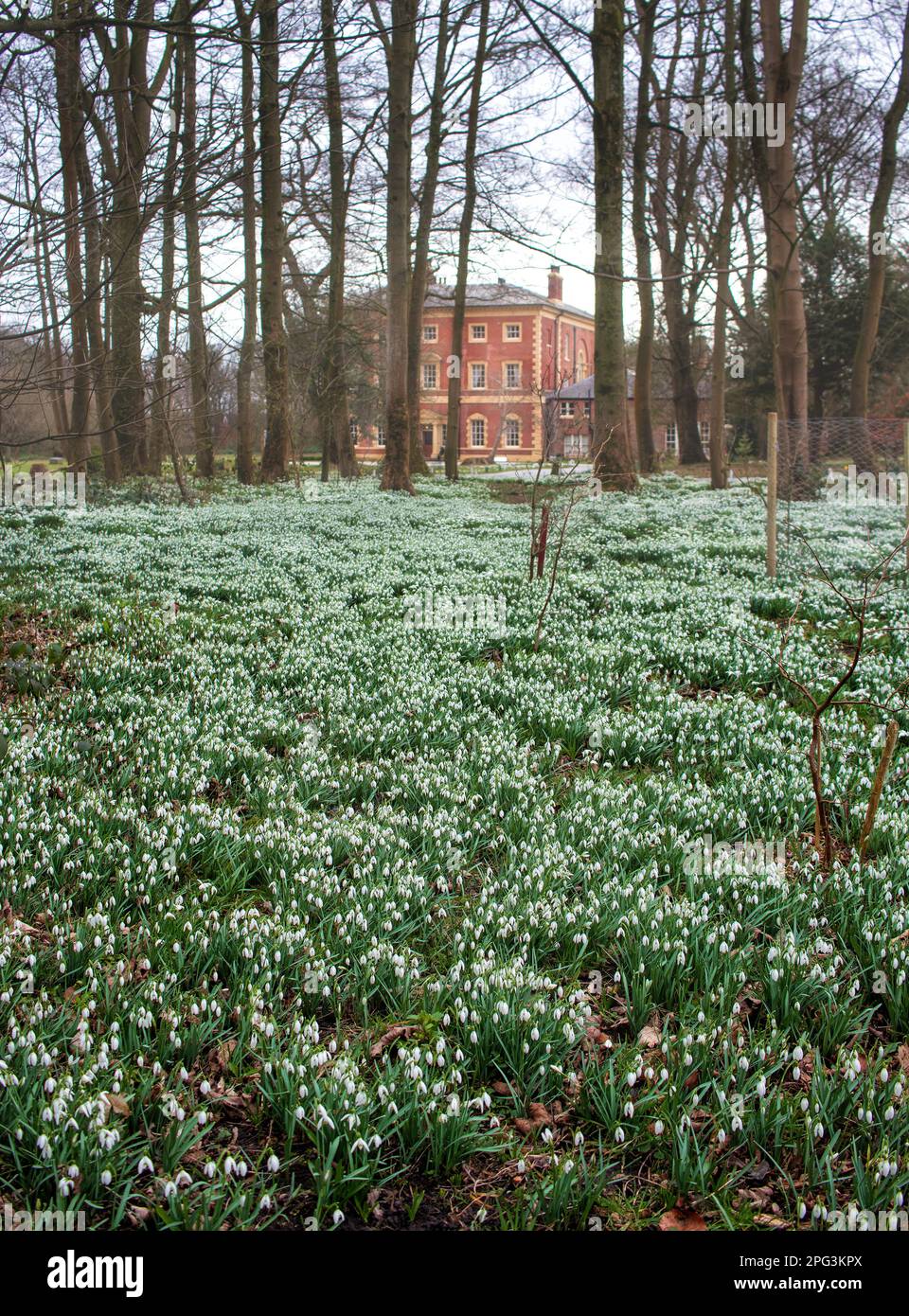 Snowdrops in the grounds of Lytham Hall, with the hall in the distance, intentionally blurred through mist and to emphasise distance Stock Photo