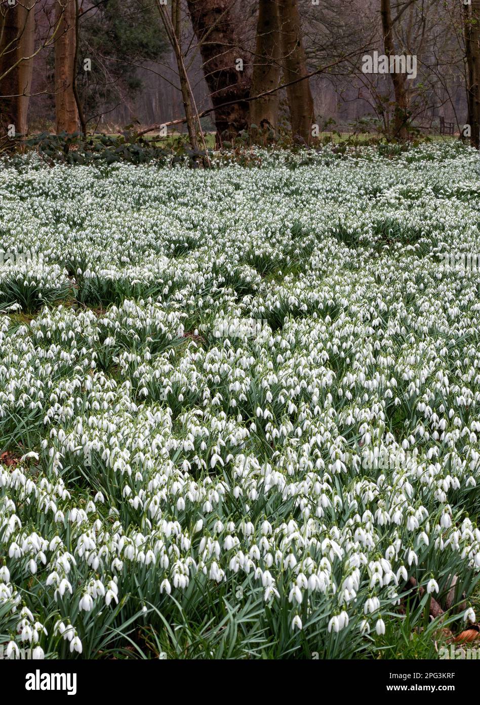 A carpet of snowdrops juxtaposed with distant trees. Photographed at Lytham Hall, Lancashire Stock Photo