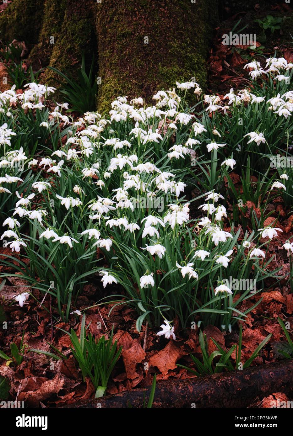 A close-up view of snowdrops, juxtaposed with tree trunks Stock Photo