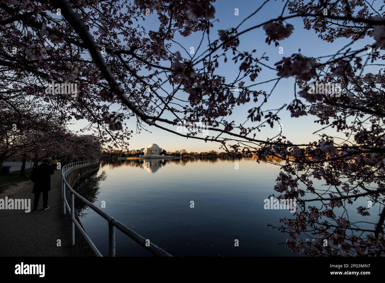 Washington, United States. 20th Mar, 2023. The Lincoln Memorial is seen past Japanese Cherry
