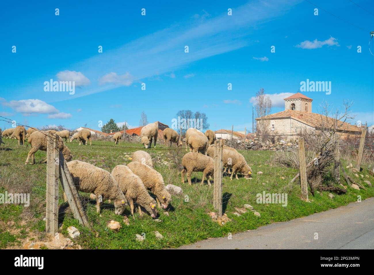 Flock of sheep. Cerezo de Arriba, Segovia province, Castilla Leon, Spain. Stock Photo