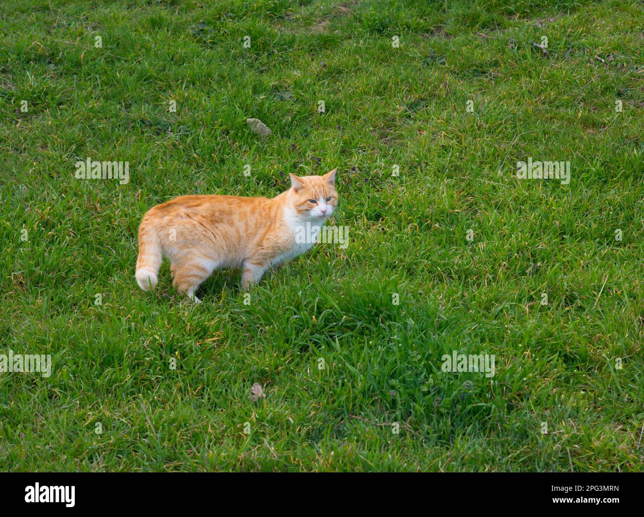 Tabby and white cat in the grass Stock Photo Alamy