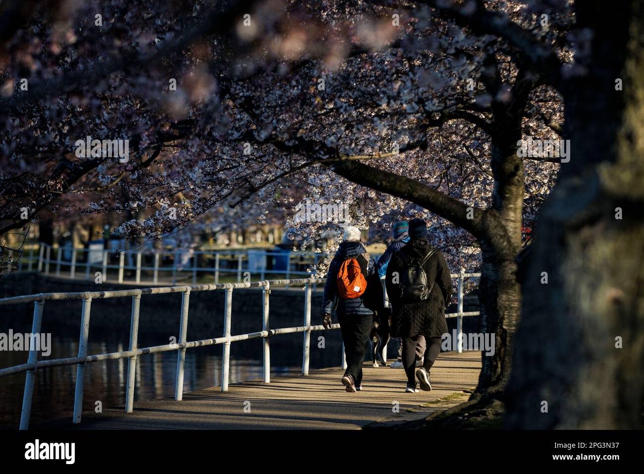 Peak cherry blossom hi res stock photography and images Page 9