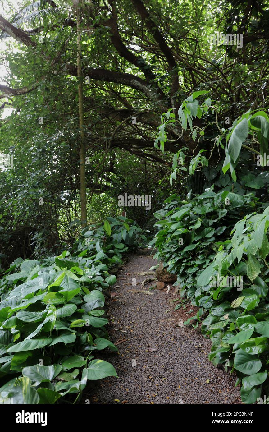 A trail lined with dense plants leading to a tree tunnel in McBryde