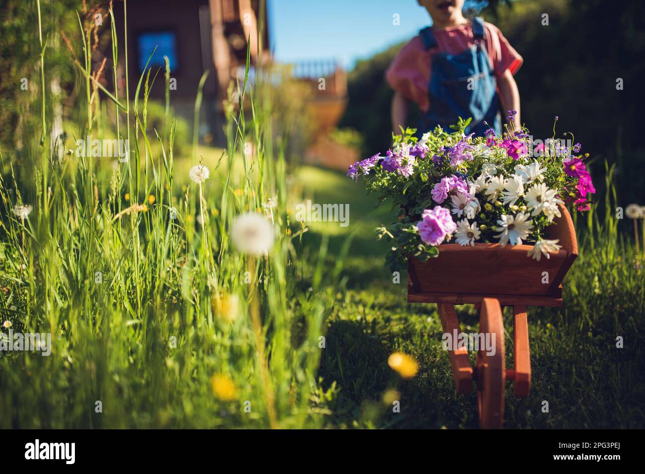 Little girl with wooden wheelbarrow full of flowers Stock Photo - Alamy
