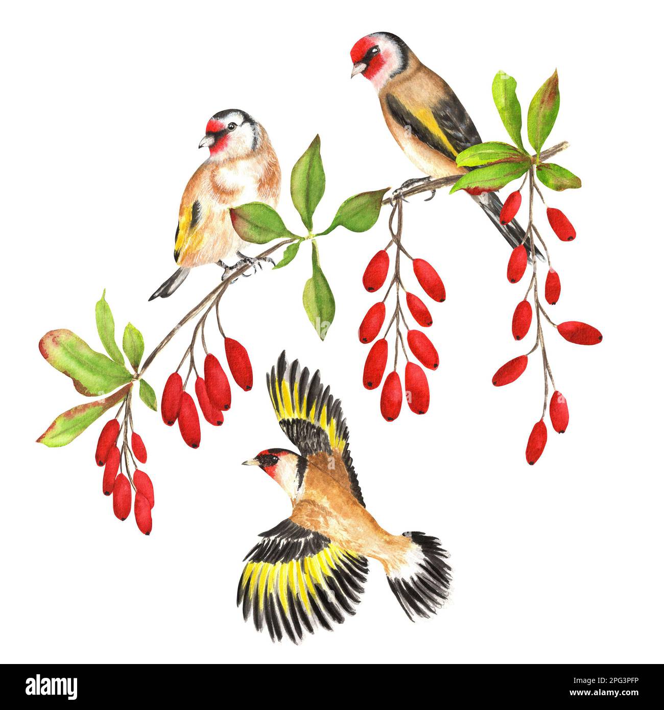 Hand drawn watercolor set of goldfinch birds on barberry branch. A small part of the big set BIRDS GARDEN Stock Photo