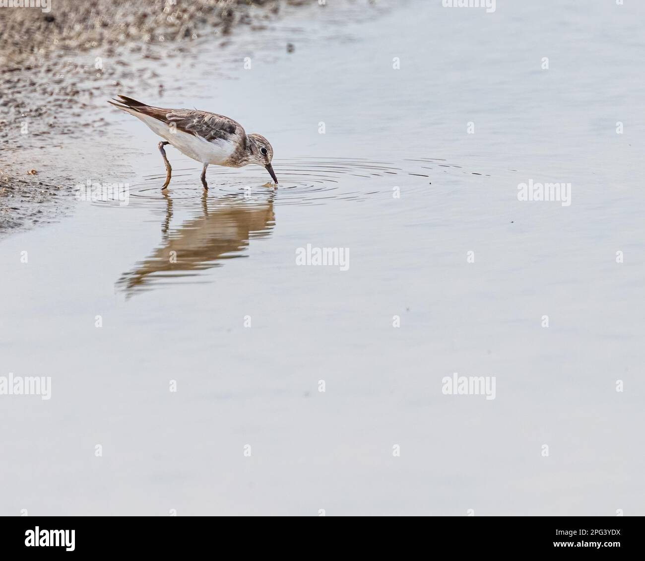 A temminck Stint searching food in lake Stock Photo