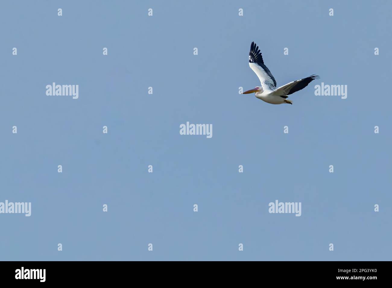 Great White Pelican in flight in blue sky Stock Photo - Alamy
