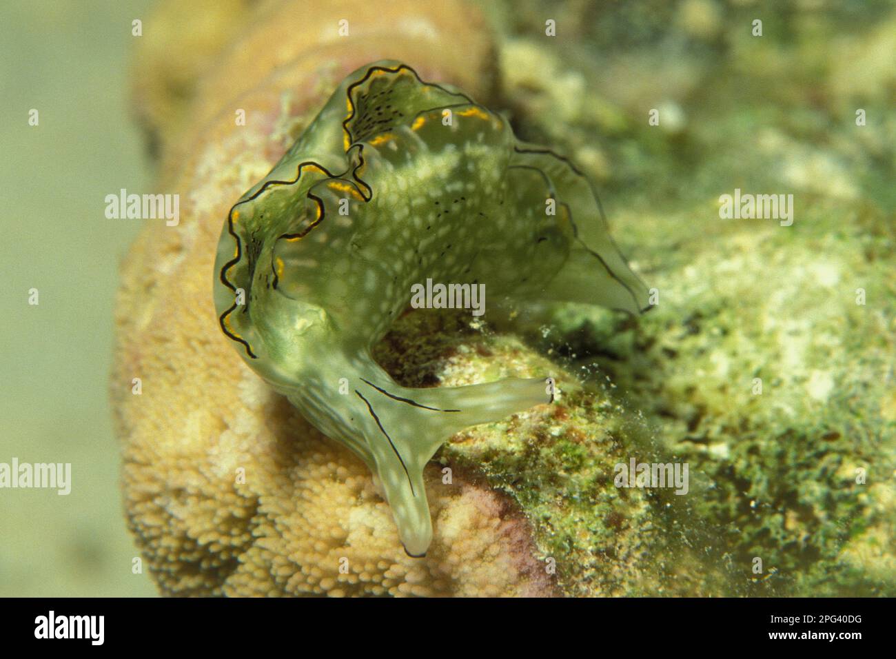 Elysia ornata, Schmuck-Saftsauger, ornate elysia, ornate leaf slug Stock Photo