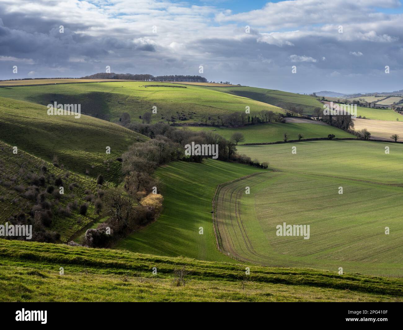 Charlton Down forms part of the steep northern scarp slope of Cranborne Chase, an area of chalk hills on the Dorset-Wiltshire border near Shaftesbury. Stock Photo