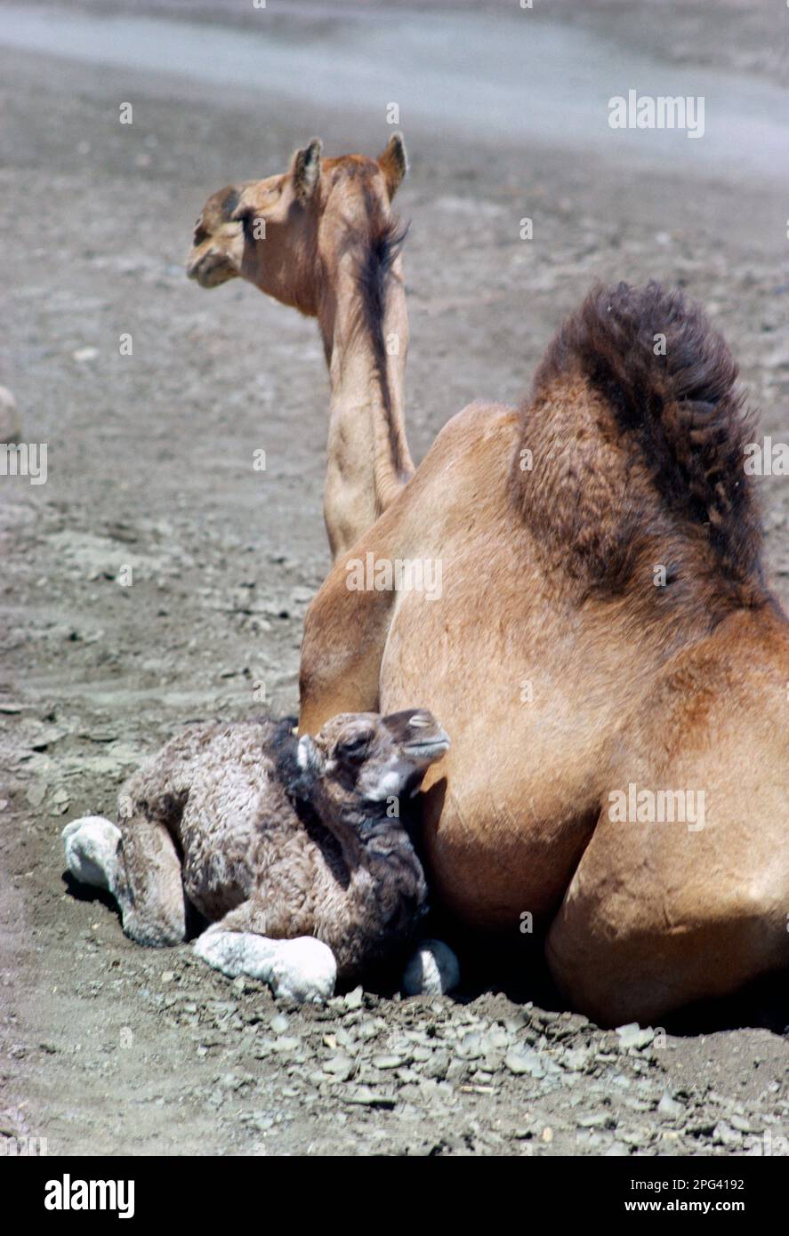 Kenana Sudan New Born Camel with Mother in desert Stock Photo