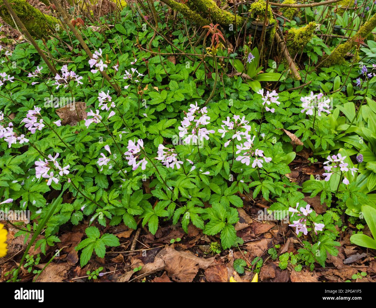 Delicate soft pink early spring flowers of the perennial woodland plant, Cardamine quinquefolia, five leaved cuckoo flower Stock Photo