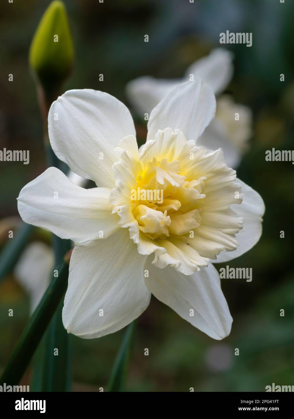 Early spring flowering daffodil, Narcissus 'Ice King' with double, ruffled cup and white outer petals Stock Photo