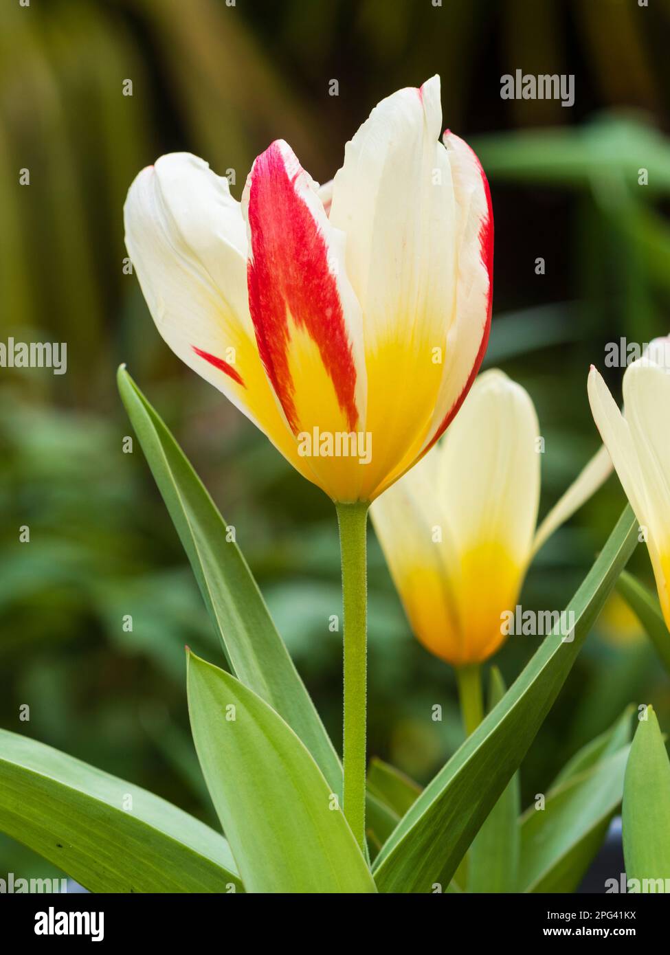 White, red and yellow tinged flowers of the early spring blooming dwarf tulip, Tulipa kaufmanniana 'Heart's Delight' Stock Photo