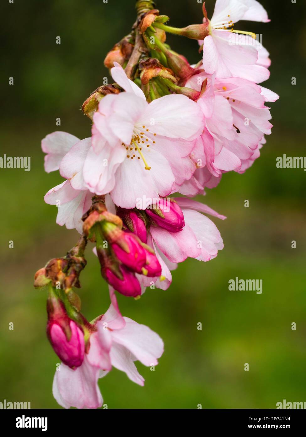 Pink, semi double blossom of the hardy, early spring flowering cherry tree, Prunus 'Accolade' Stock Photo