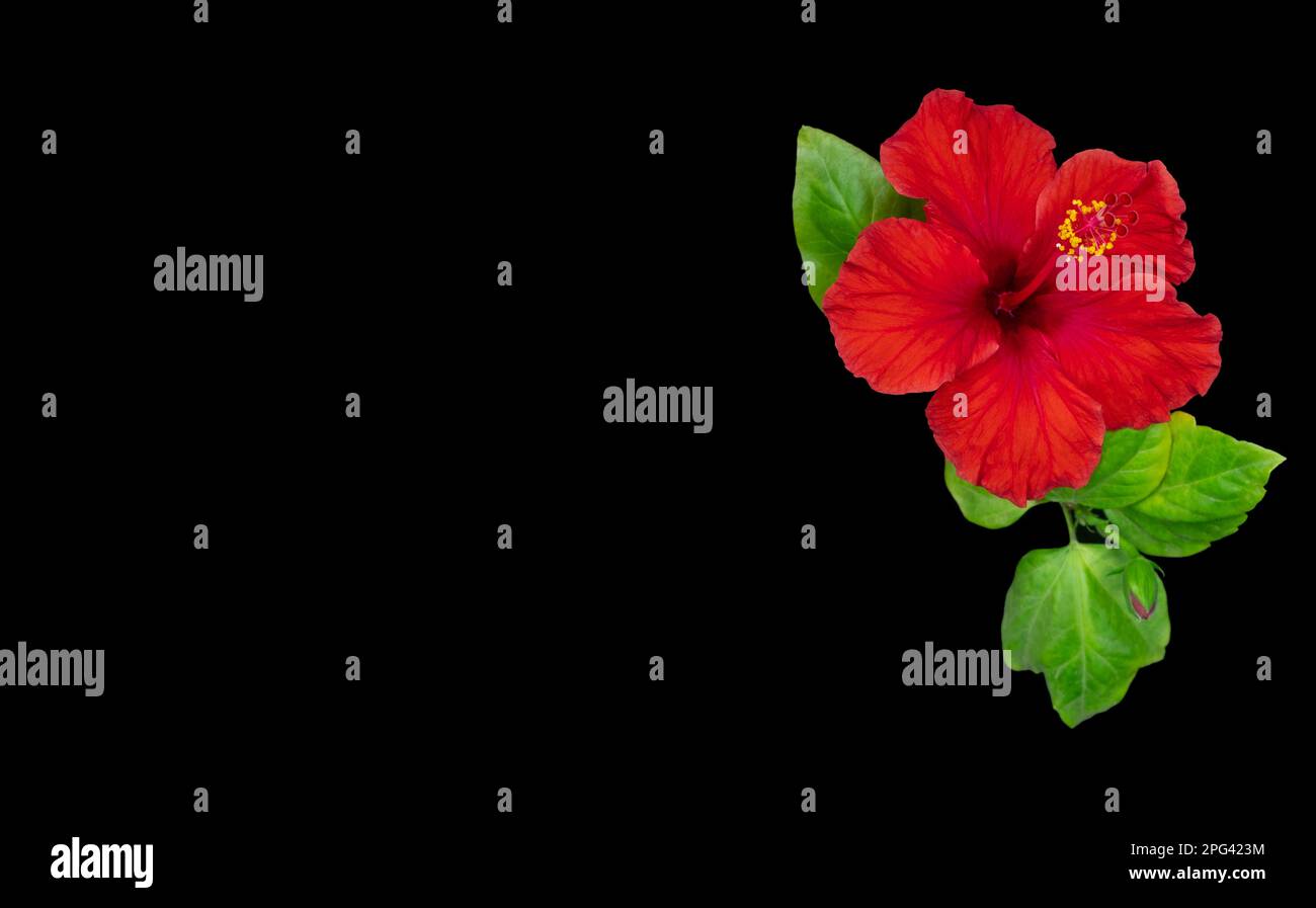Red hibiscus flowers laying on the pink background Stock Photo - Alamy