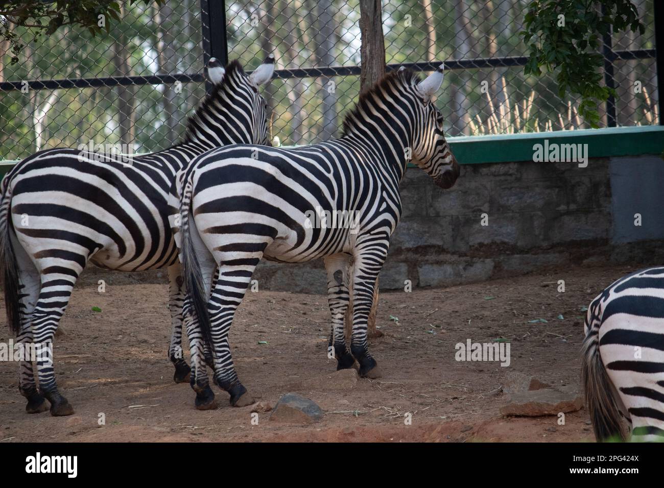 India Zebra at Bannerghatta national park Bangalore standing in the zoo