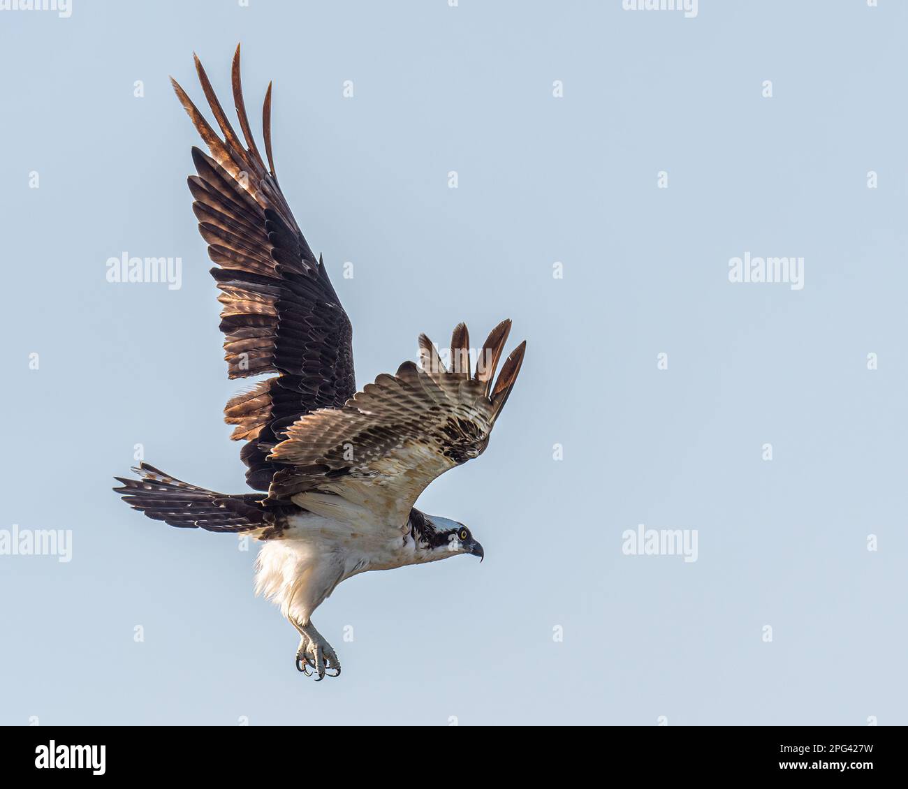 An Osprey (Pandion haliaetus) in flight against a clear sky in the Florida Keys, USA. Stock Photo