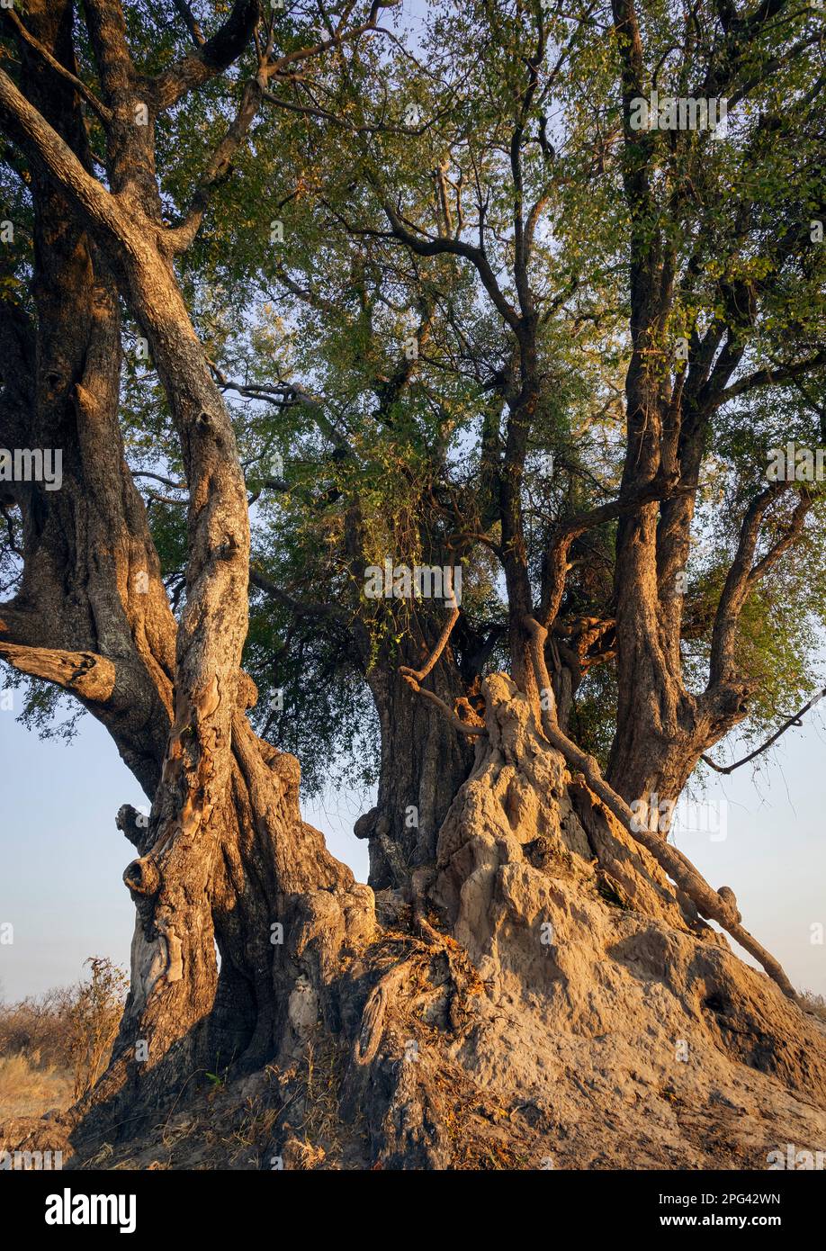 The early moring sun catches a African Ebony Tree (Jackalberry Tree) and a termite heap in the Duba Plains area of the Okavango Delta. Stock Photo
