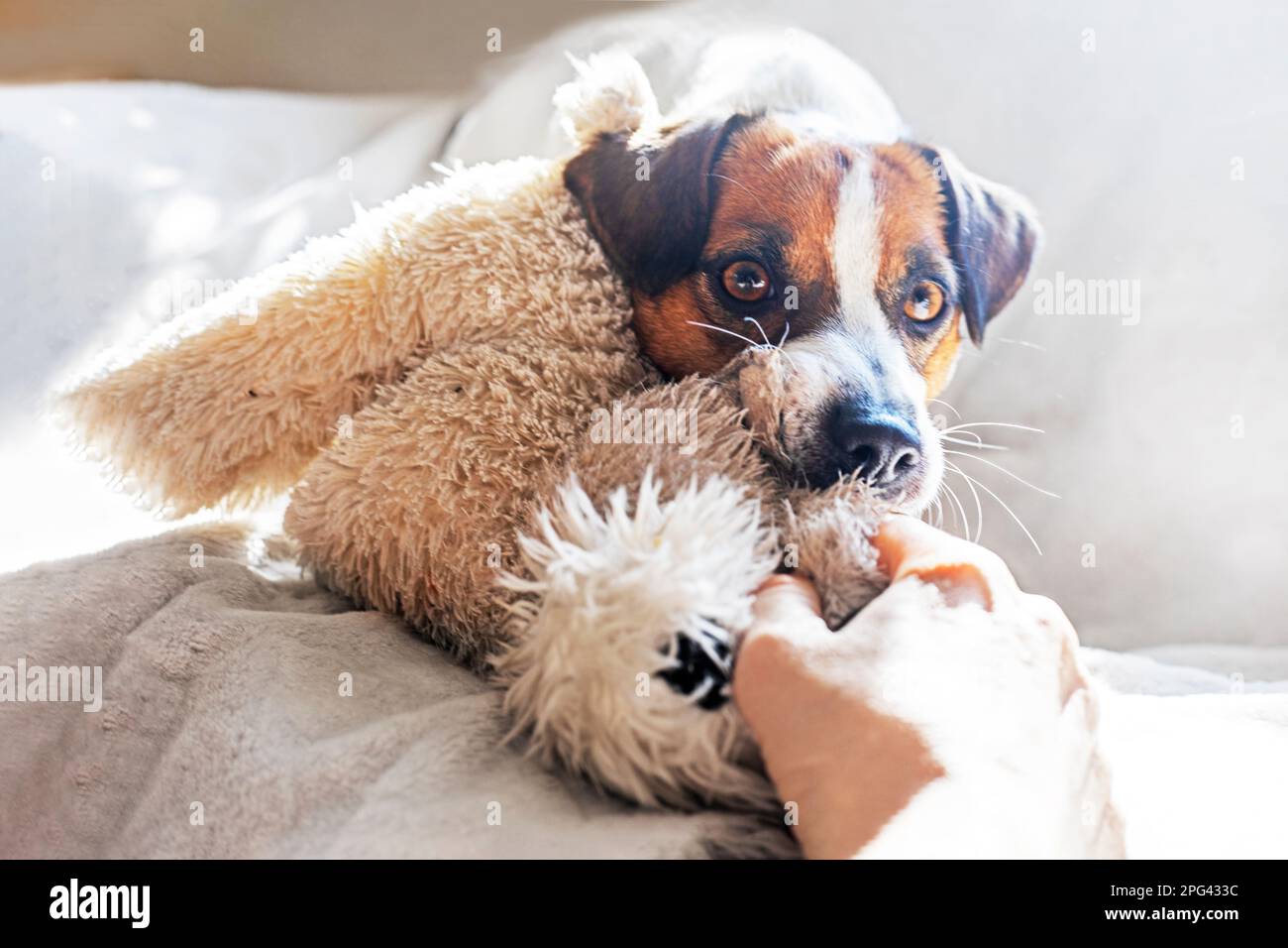 play with a soft toy with a jack russell terrier at home, horizontal
