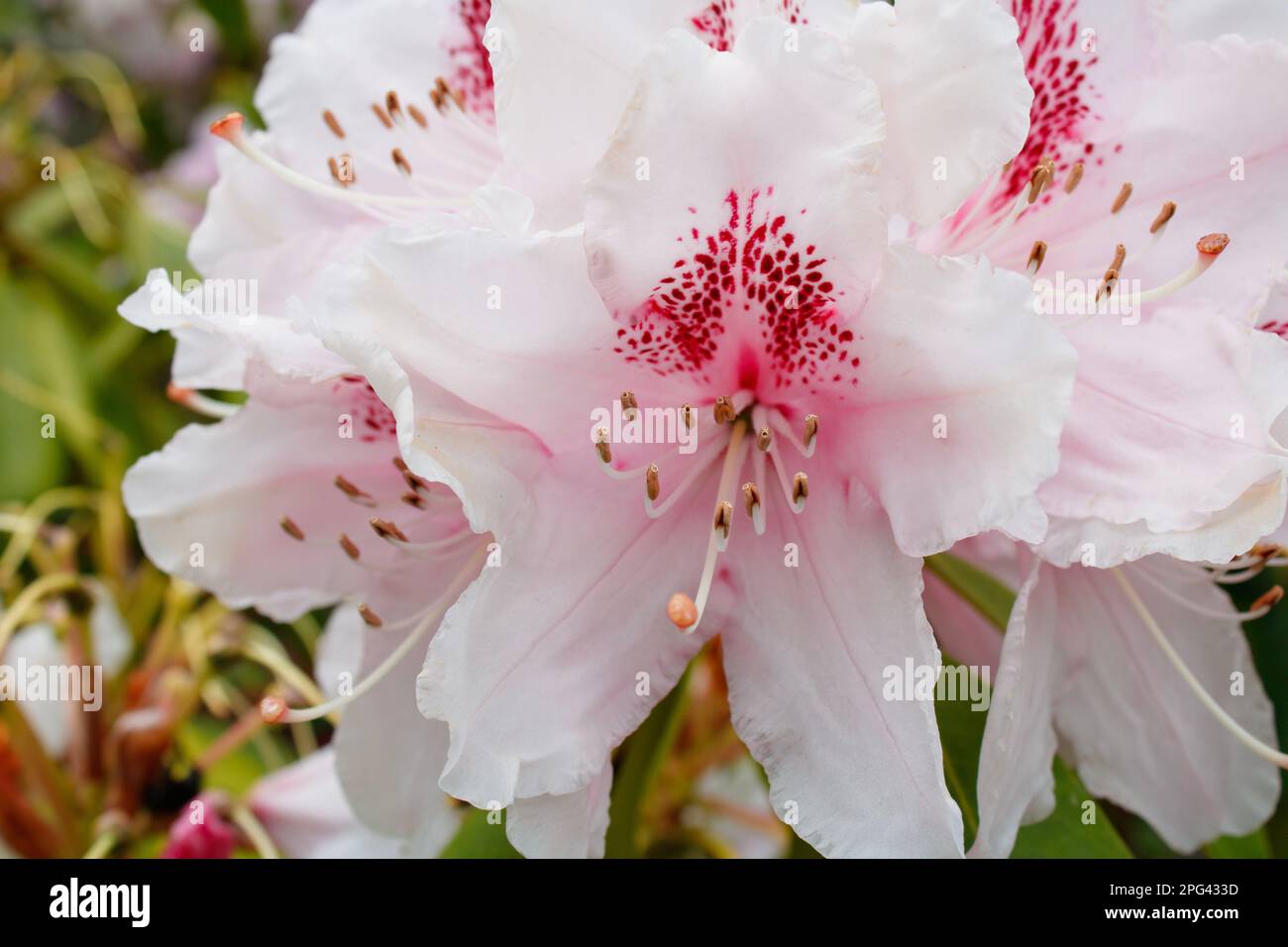 Close-up Tiger Lily, ilium oriental Stock Photo