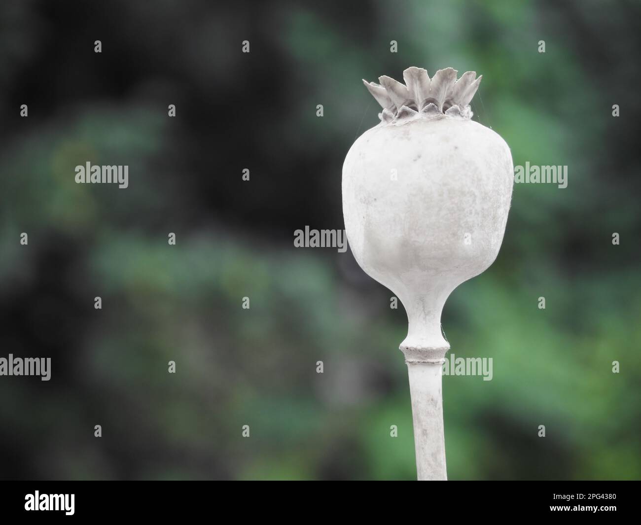 An oriental poppy (papaver orientale) head, in sharp focus against soft ...