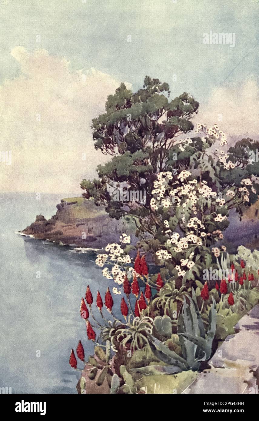 Aloes and Daisy Tree painted by Ella Du Cane from the book ' The flowers and gardens of Madeira ' described by Florence Du Cane Published in London by A. and C. Black in 1909 Stock Photo