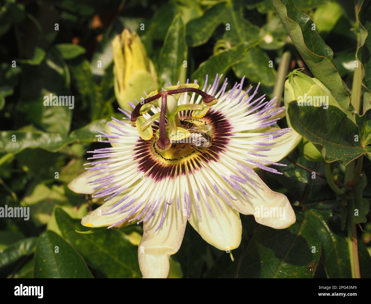 Blue passion fruit flower (passiflora caerulea) in an English garden. The flower is the national flower of Paraguay. Stock Photo