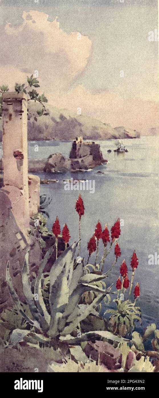 Red Aloes painted by Ella Du Cane from the book ' The flowers and gardens of Madeira ' described by Florence Du Cane Published in London by A. and C. Black in 1909 Stock Photo