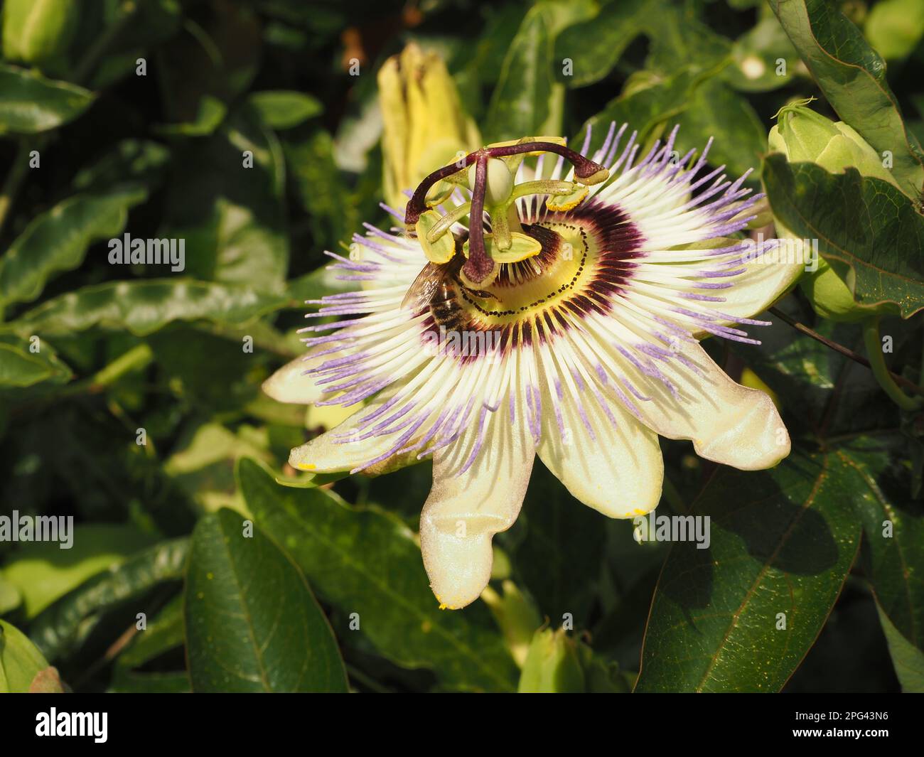 Blue passion fruit flower (passiflora caerulea) being visited by a bee in an English garden. The flower is the national flower of Paraguay. Stock Photo