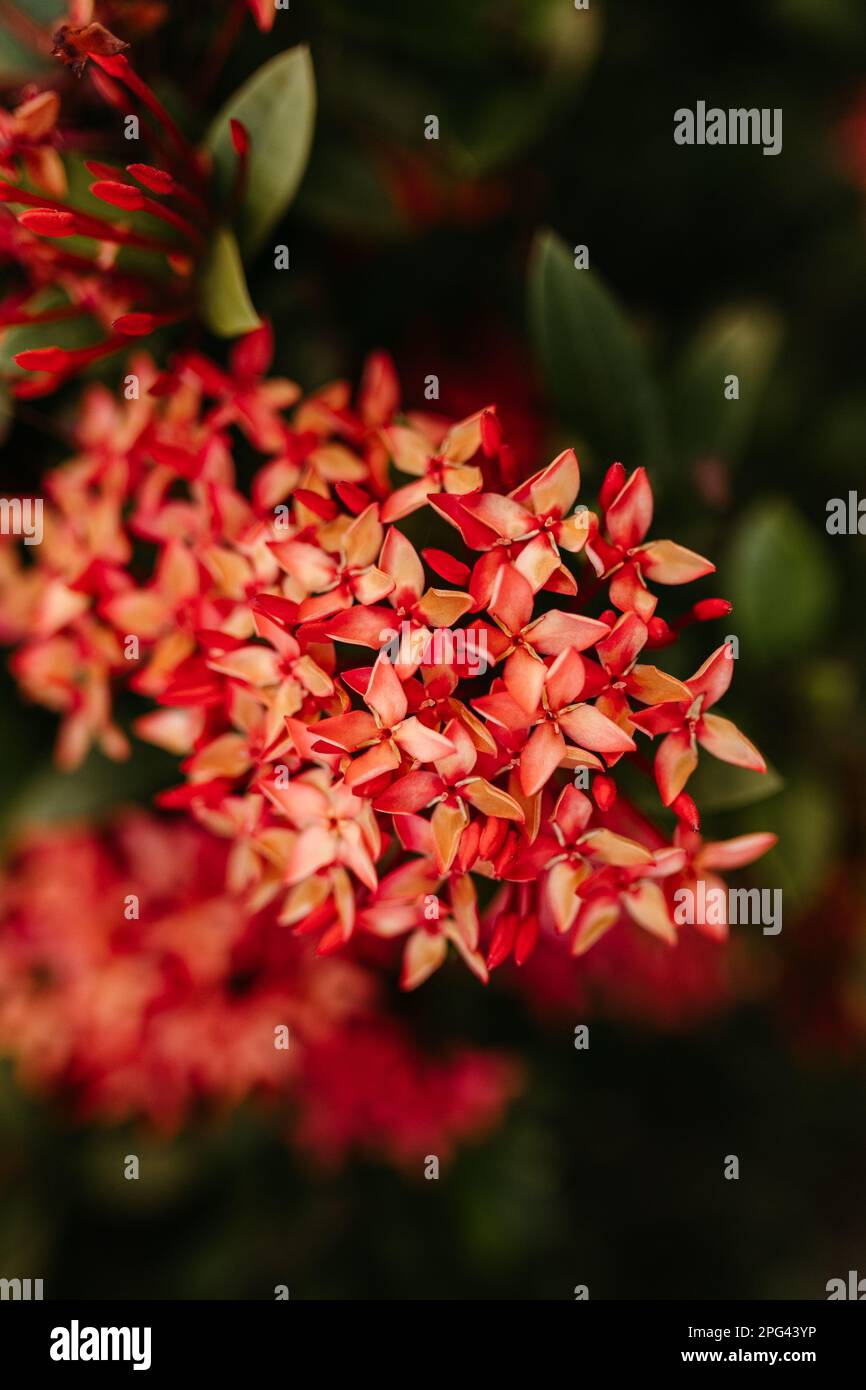 A vertical shot of vibrant orange Ixora flowers, perfect for wallpapers Stock Photo