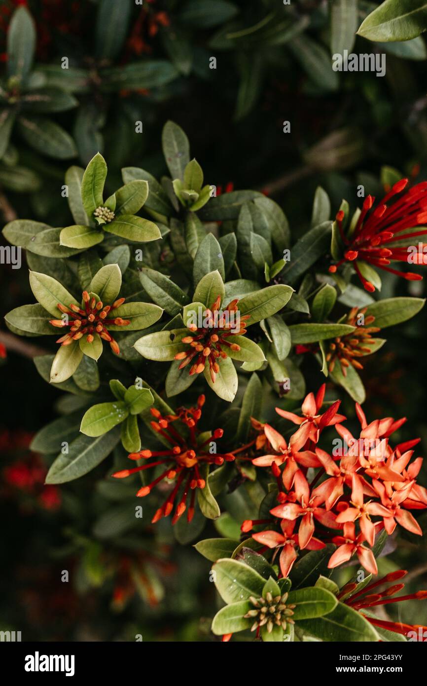 A vertical shot of vibrant orange Ixora flowers, perfect for wallpapers Stock Photo