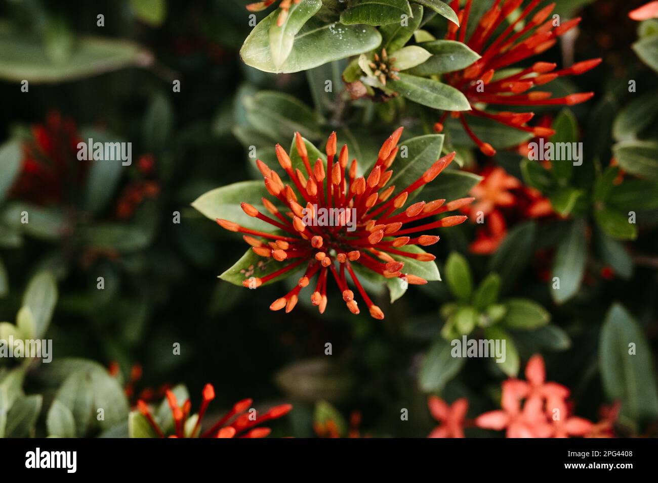 A closeup shot of vibrant orange Ixora flowers, perfect for wallpapers Stock Photo