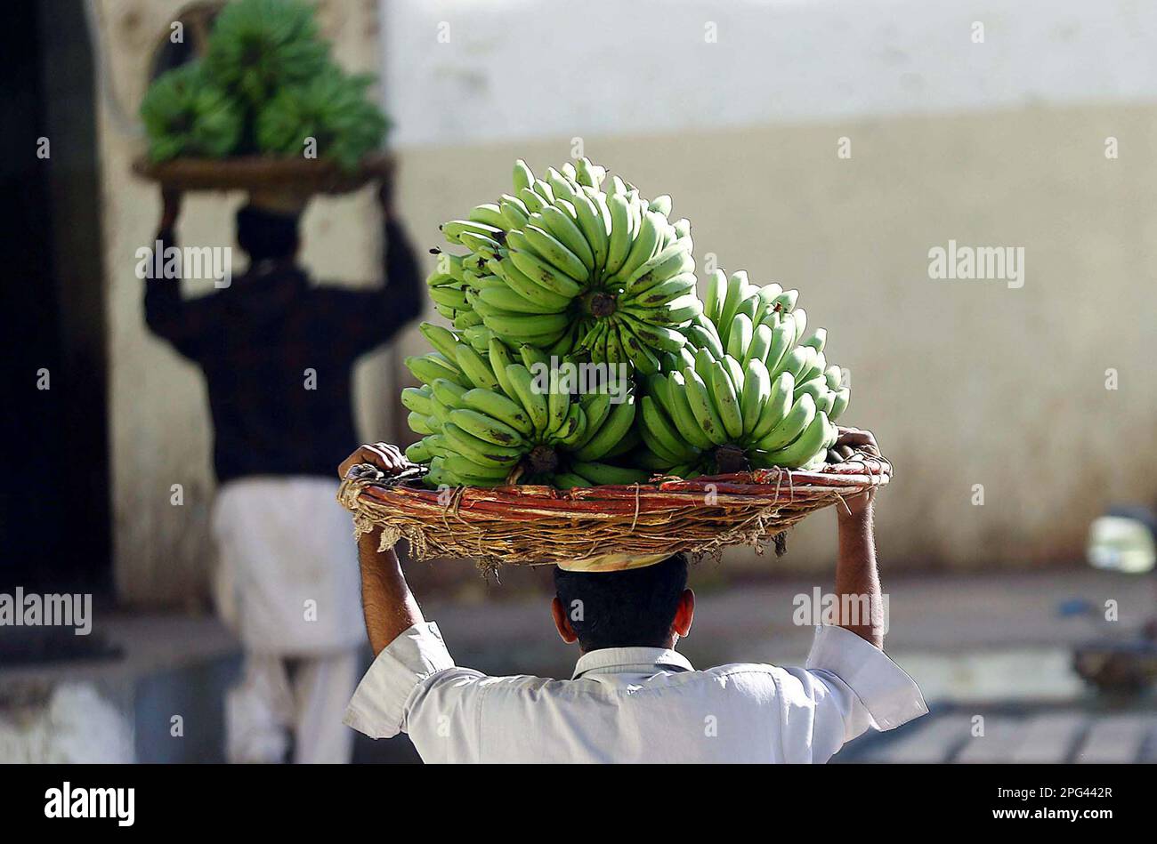 Laborers busy in packing unripe bananas for dispatching local markets