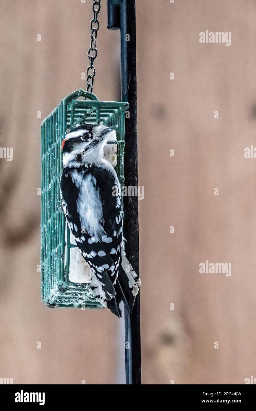 Male downy woodpecker clinging to a backyard suet feeder while eating on a winter day in Taylors Falls, Minnesota USA. Stock Photo