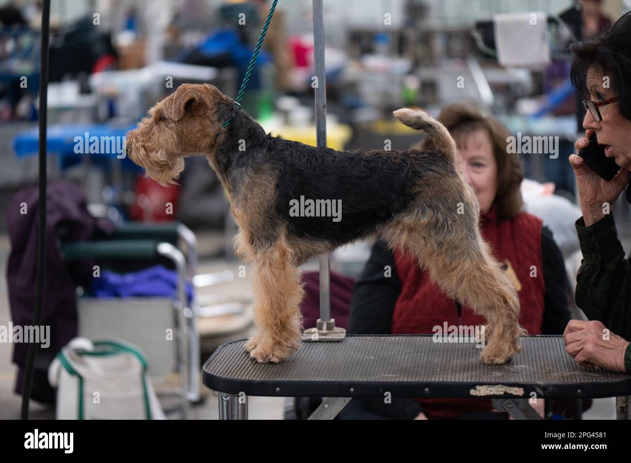 Dogs at Celtic Dog Show, York PA Stock Photo Alamy