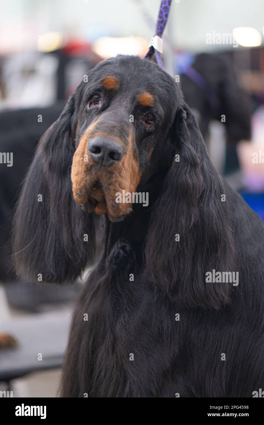 Dogs at Celtic Dog Show, York PA Stock Photo Alamy