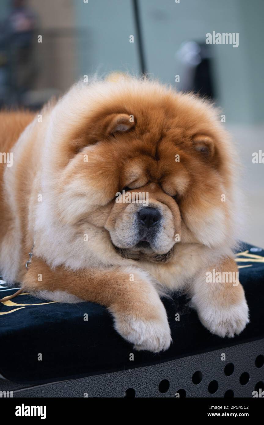 Dogs at Celtic Dog Show, York PA Stock Photo Alamy