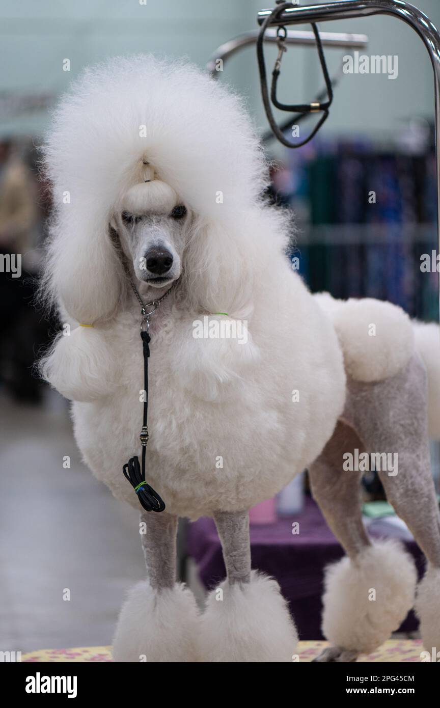 French poodle hi-res stock photography and images - Alamy