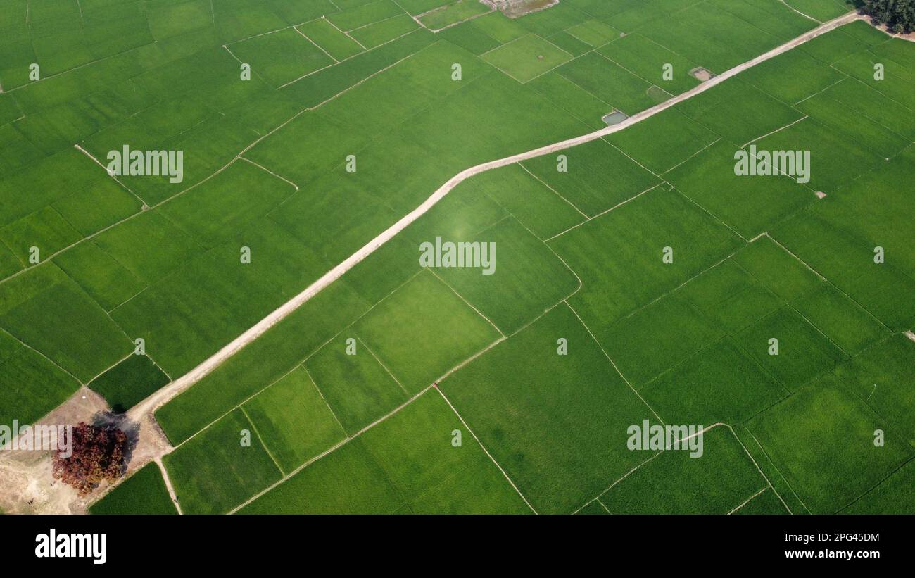 Aerial view of a field with rows of green rice paddies and trees