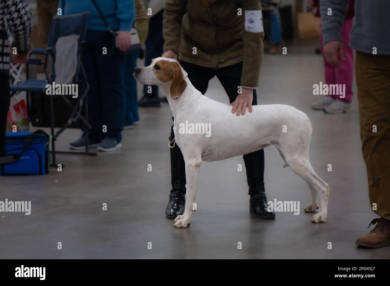 Dogs at Celtic Dog Show, York PA Stock Photo Alamy