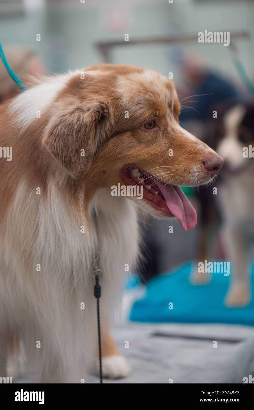 Dogs at Celtic Dog Show, York PA Stock Photo Alamy