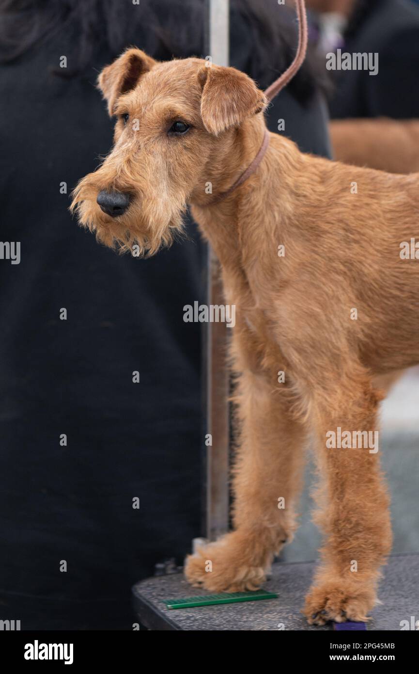 Lakeland Terrier at Celtic Dog Show, York PA Stock Photo