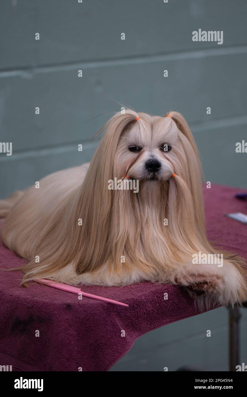 Yorkshire Terrier at the Celtic Dog Show, York PA Stock Photo Alamy