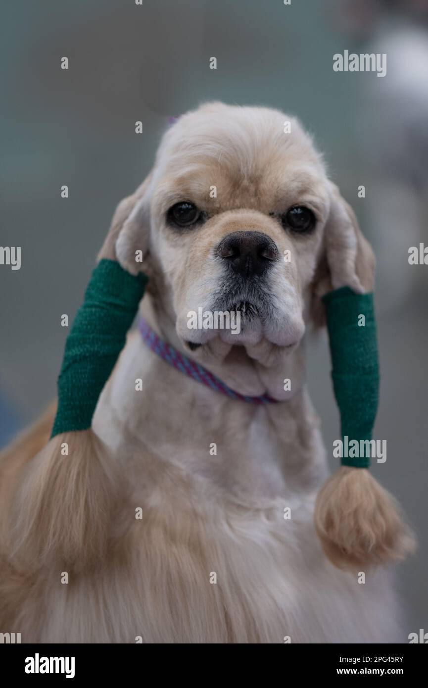 Dogs at Celtic Dog Show, York PA Stock Photo Alamy