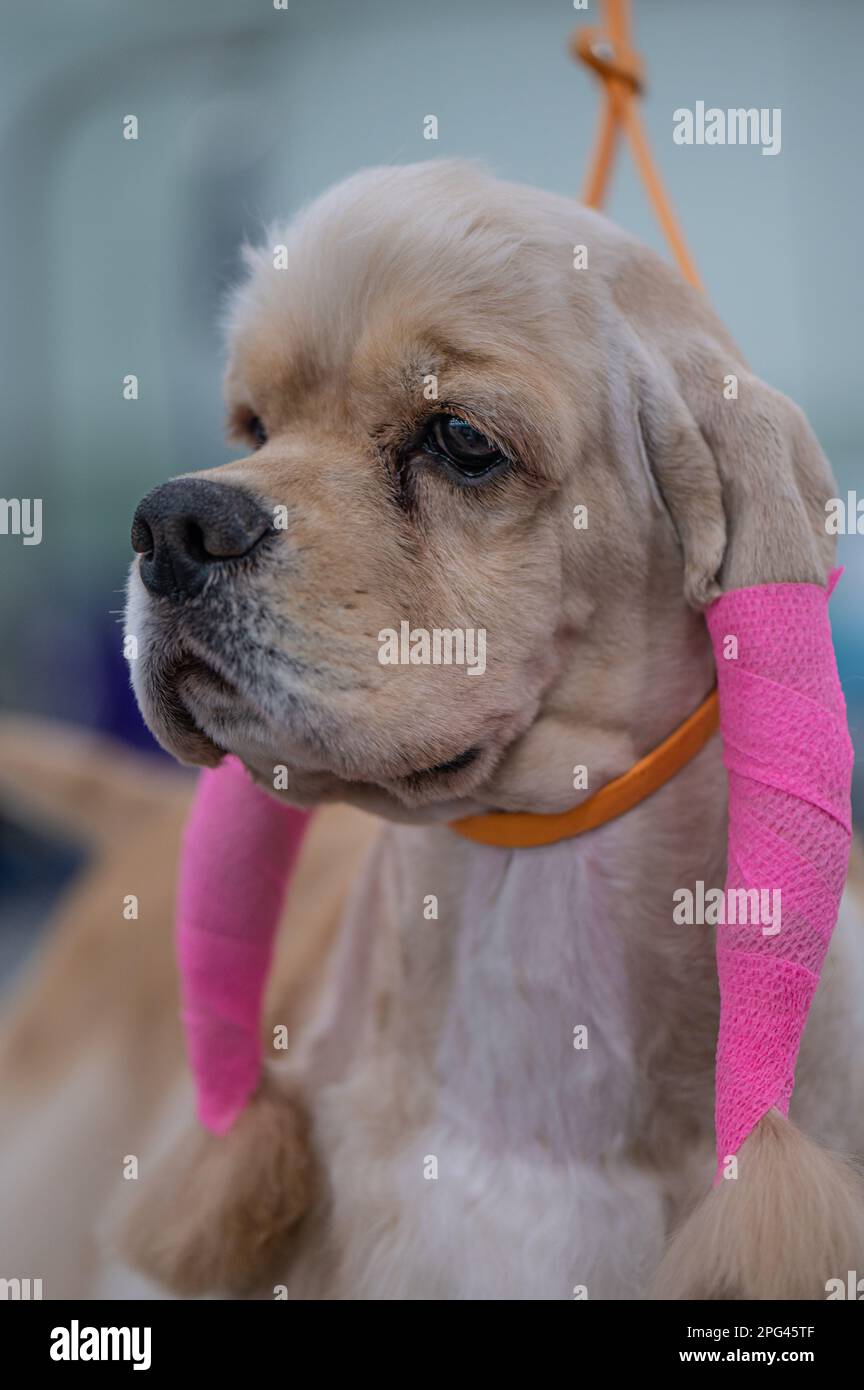 Cocker Spaniel Dog at Celtic Dog Show, York PA Stock Photo Alamy